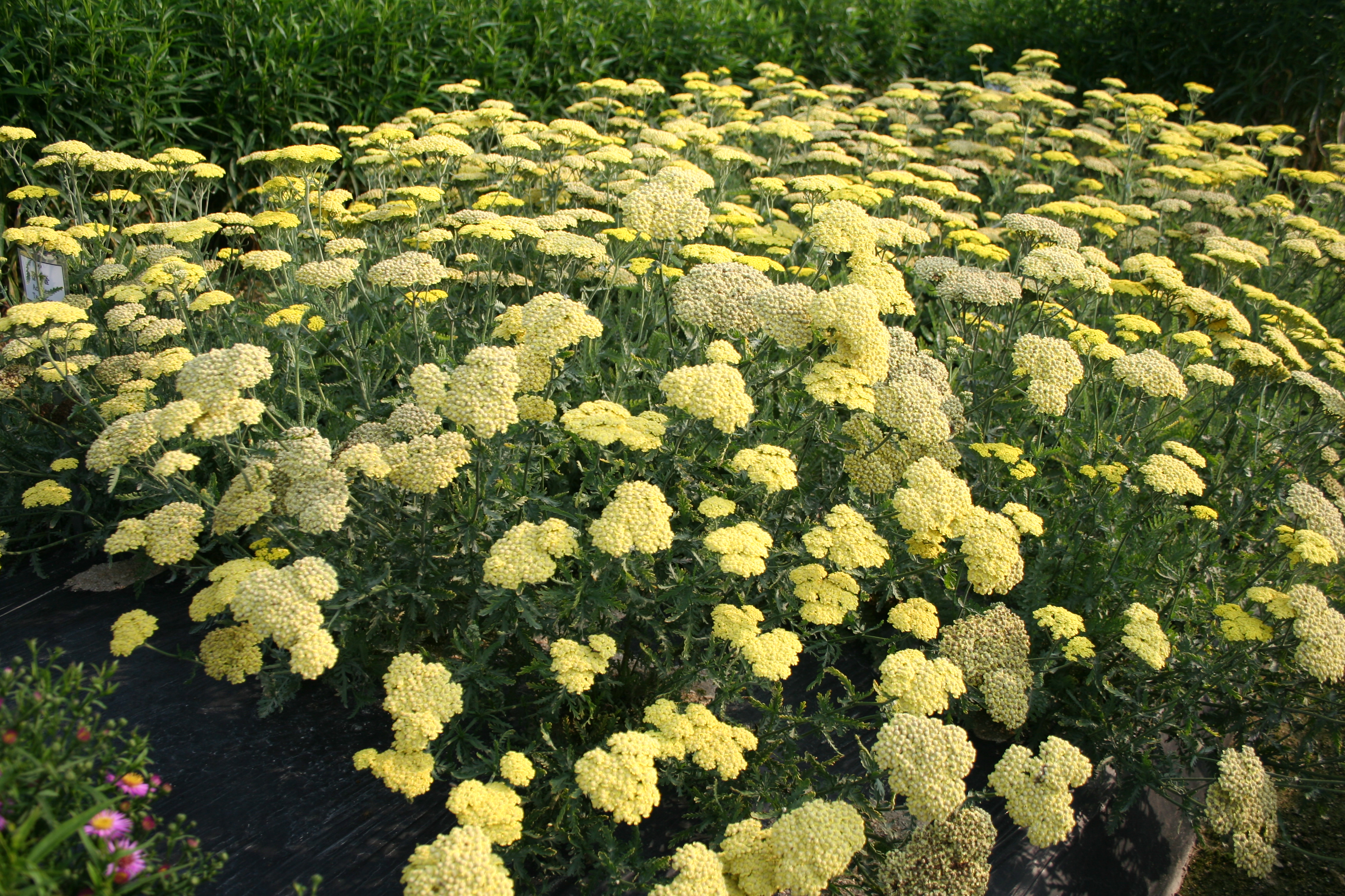 Achillea aegyptiaca var. taygetea
